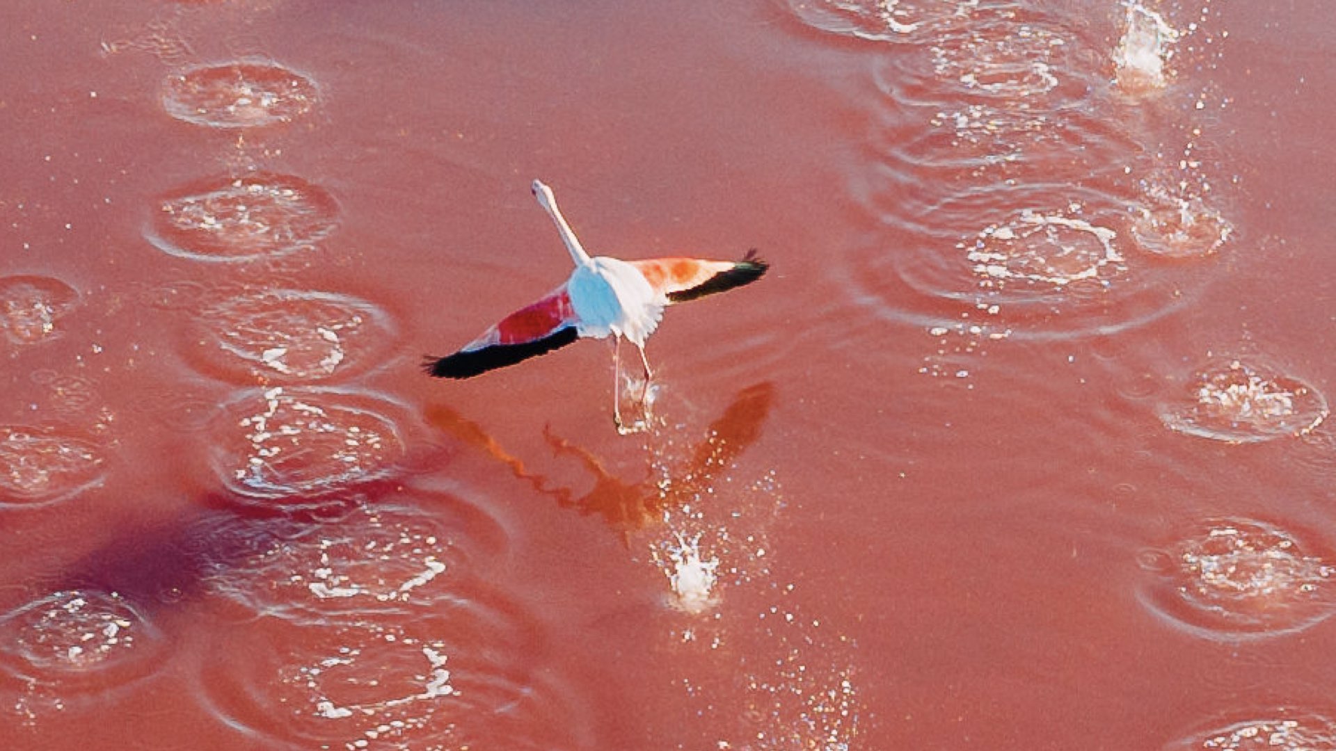 Flamingo som startar flygning, Fotad ovanifrån över en röd sjö.